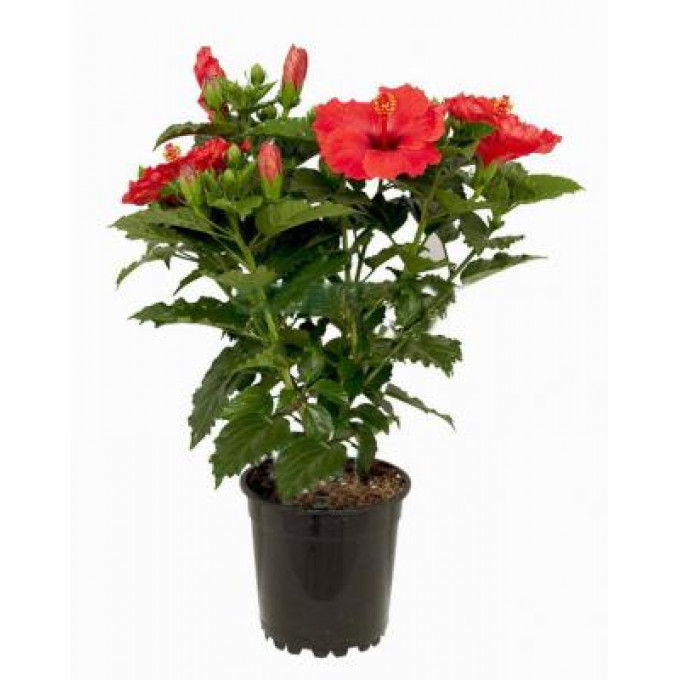 Гибискус Гибискус