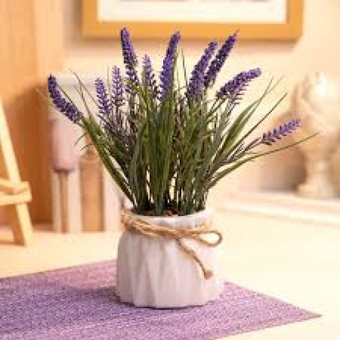 Лаванда в Жаркенте