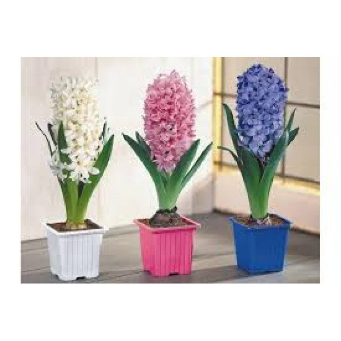 Гиацинты в Жаркенте