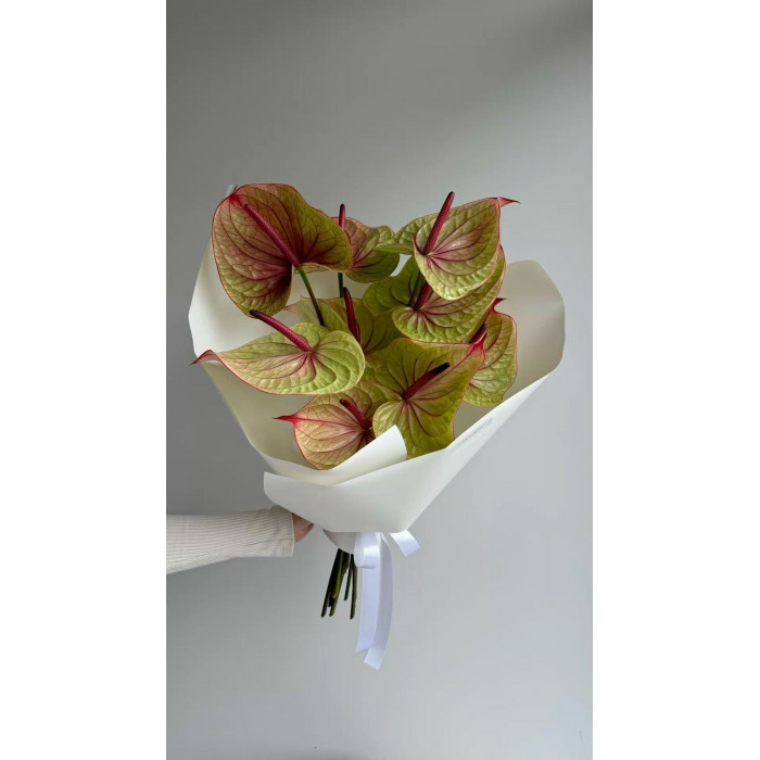 Антуриумы в Жаркенте