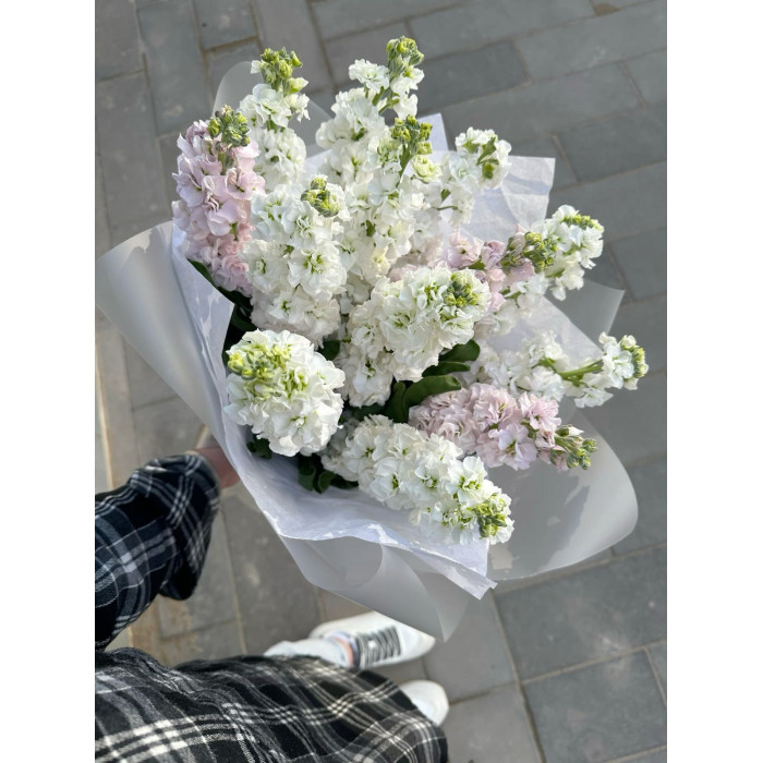 Маттиола в Жаркенте