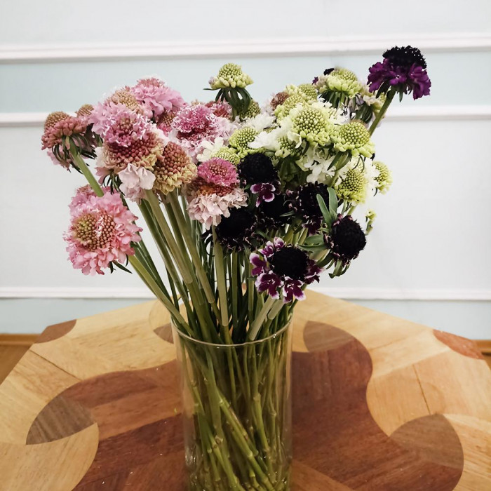 Скобиоза в Жаркенте