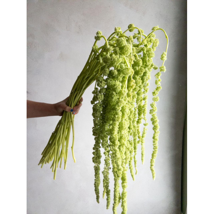 Амарантус в Жаркенте