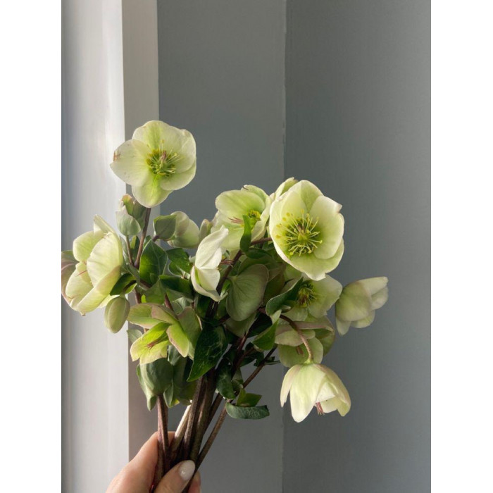 Хелеборус в Жаркенте