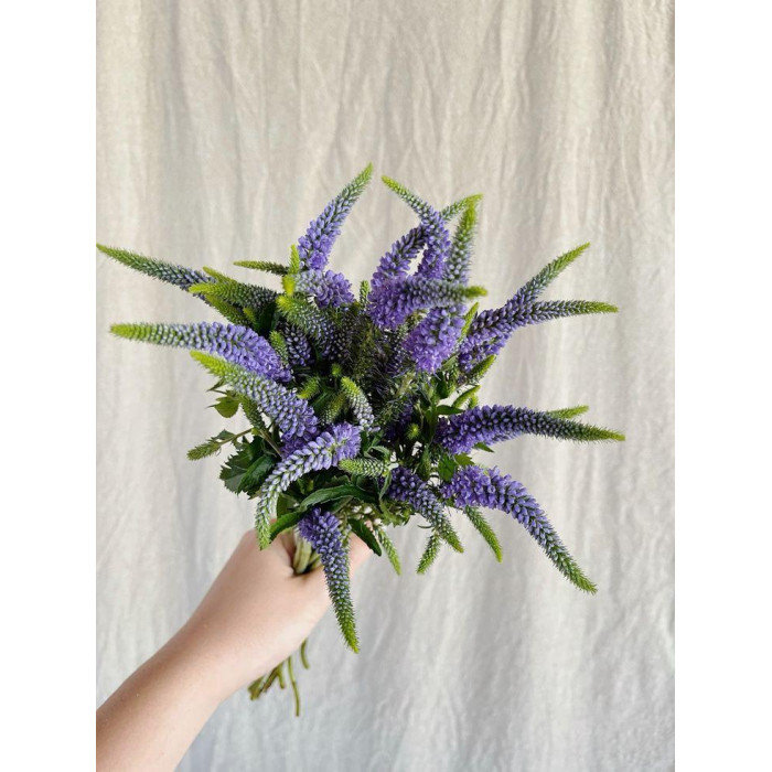 Вероника в Жаркенте