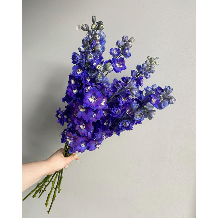 Делфиниум в Жаркенте