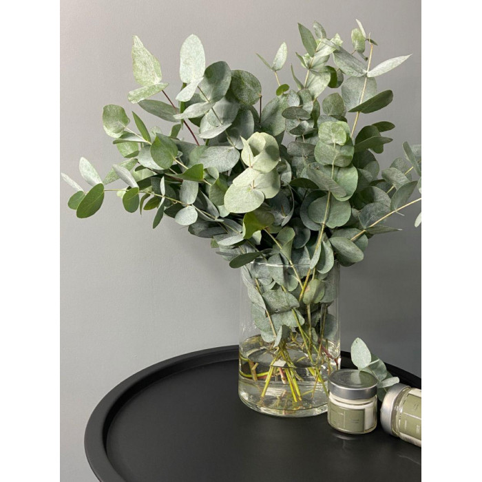 Эвкалипт в Жаркенте