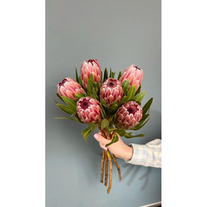 Протея в Жаркенте