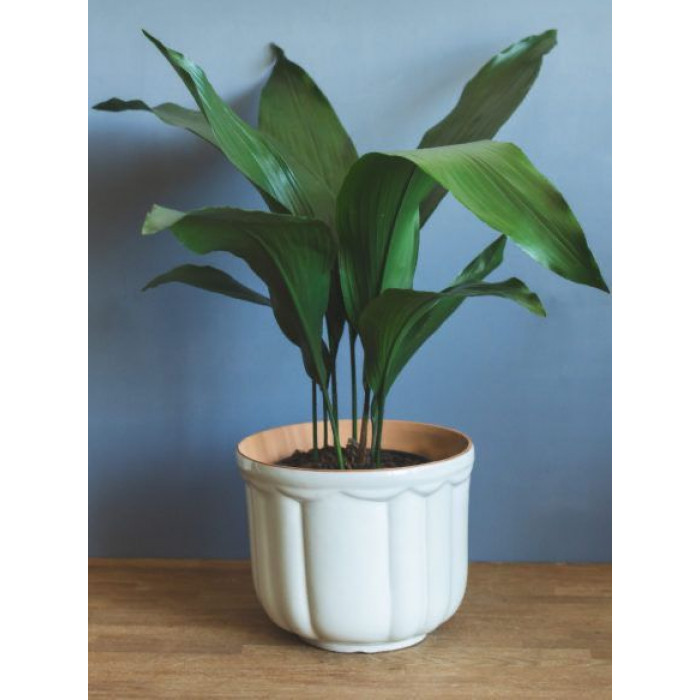 Аспидистра в Жаркенте