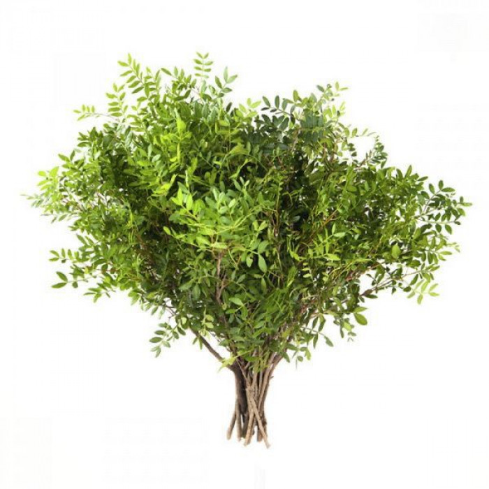 Писташ в Жаркенте