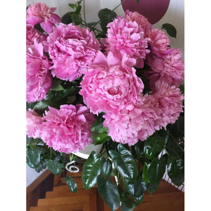 Пион древовидный в Жаркенте