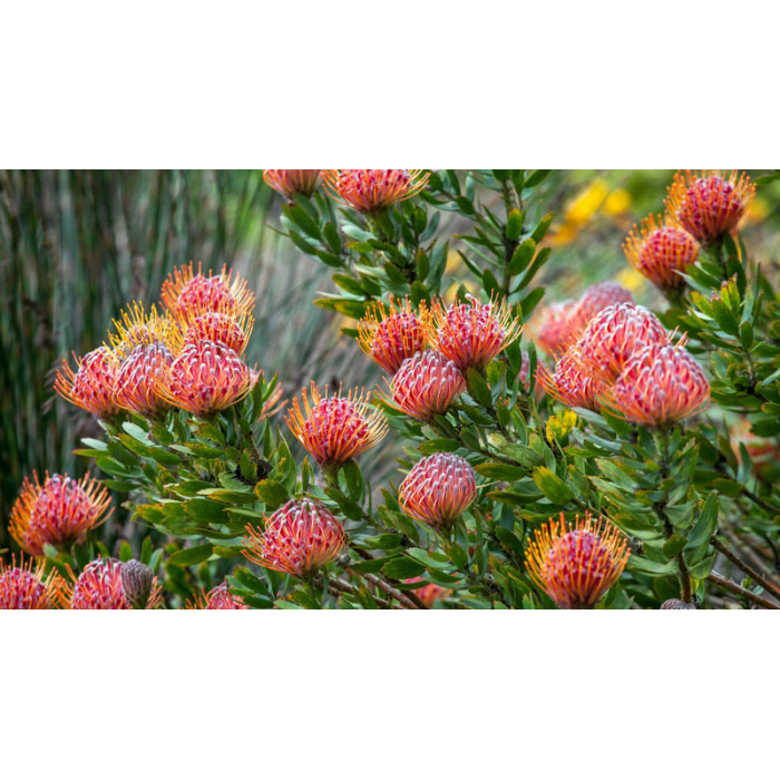 Леукоспермум в Жаркенте