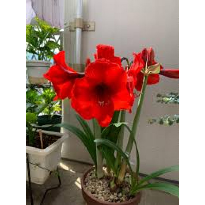 Амариллис в Жаркенте