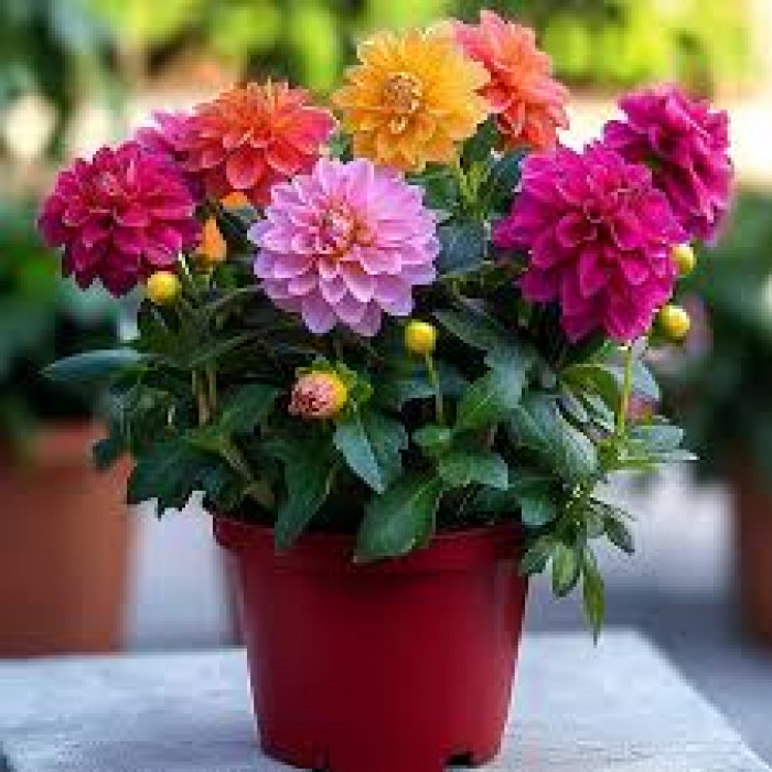 Георгины в Жаркенте