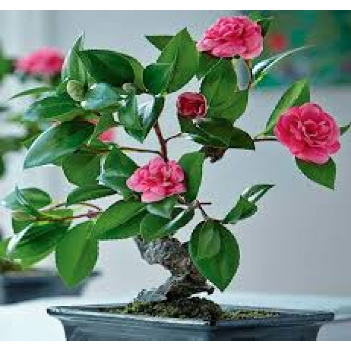 Камелия в Жаркенте