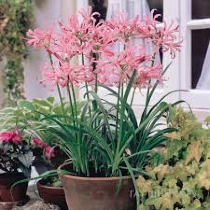 Нерине в Жаркенте