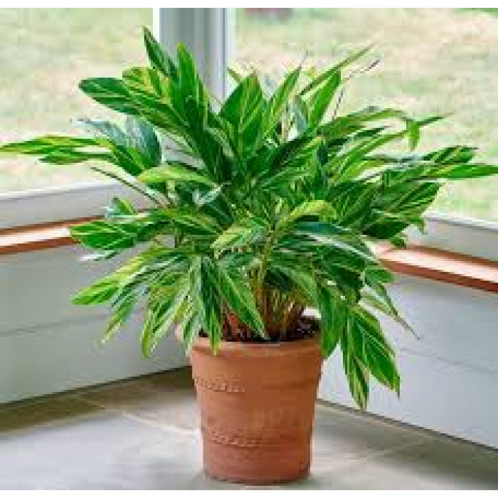 Альпиния в Жаркенте