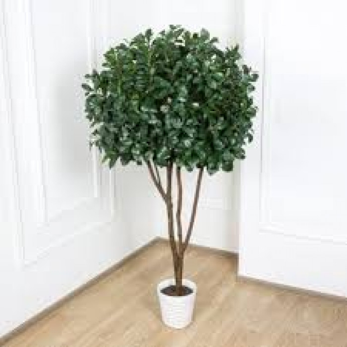 Рускус в Жаркенте