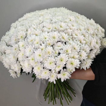 51 белая хризантема 51 белая хризантема