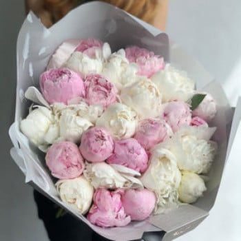 41 пион 41 пион